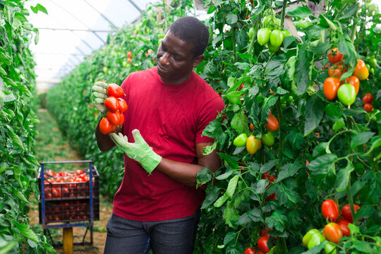 Young adult African American male farmer harvesting ripe plum tomatoes in greenhouse