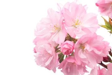 白背景の旭山桜