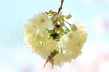 ヤエザクラ　ウコン　鬱金桜