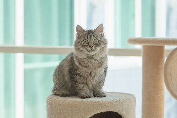 Cute Persian cat lying on cat tower © lalalululala