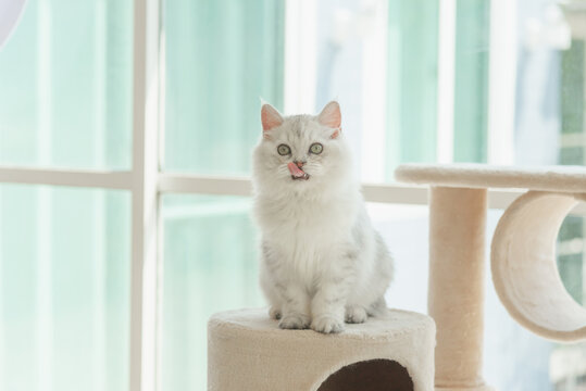 Cute Persian kitten sitting on cat tower near a window