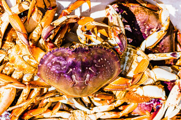 Fresh caught Dungeness crab on top of a pile of other crabs © Megan