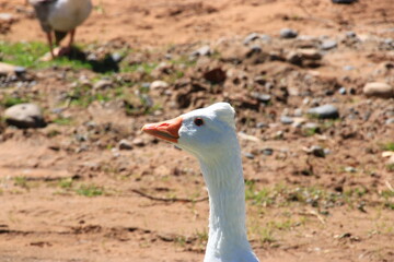 geese in the park enjoying the grass