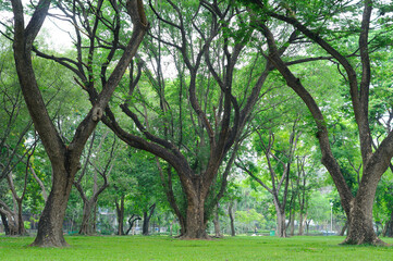 Fototapeta na wymiar Huge Trees in a Park