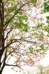 Pink Tabebuia