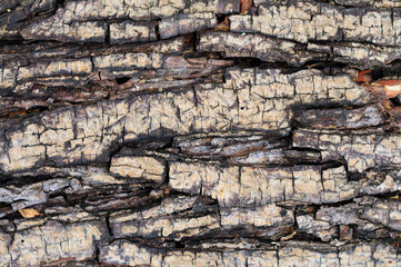 Rough Tree Bark Texture