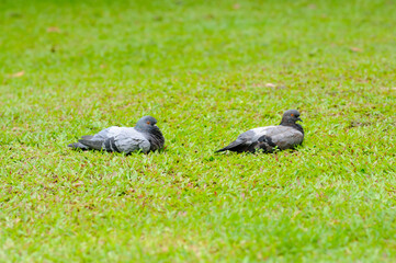 Two Pigeons on the Grass