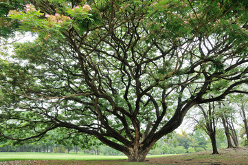 Under a Huge Tree in a Park