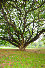 Fototapeta na wymiar Under a Huge Tree in a Park