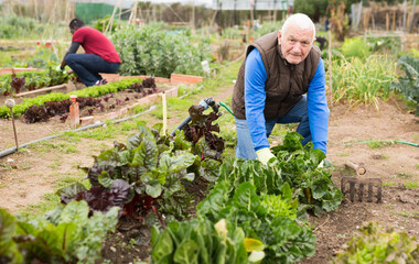 Portrait of experienced aged gardener cultivating vegetables in kitchen garden in springtime..