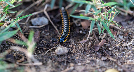 Macro closeup of orange and black millipede on green grass
