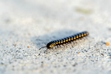 Mating millipede,millipede walking on ground