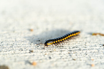 Mating millipede,millipede walking on ground