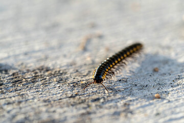 Mating millipede,millipede walking on ground
