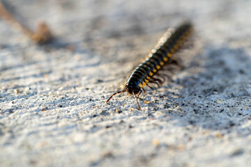 Mating millipede,millipede walking on ground