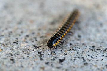 Mating millipede,millipede walking on ground