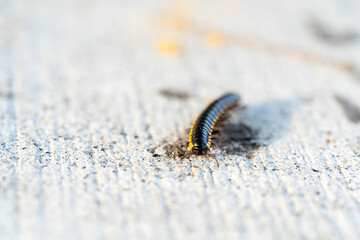 Mating millipede,millipede walking on ground