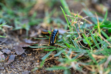 Macro closeup of orange and black millipede on green grass