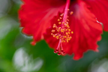 Macro of red hibiscus rosa-sinensis petals and polen. Red macro shot of Hibiscus or Gumamela