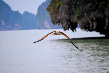 Adler fliegend über dem Meer vor Felsen