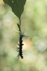 Hairy Caterpillar and Fern