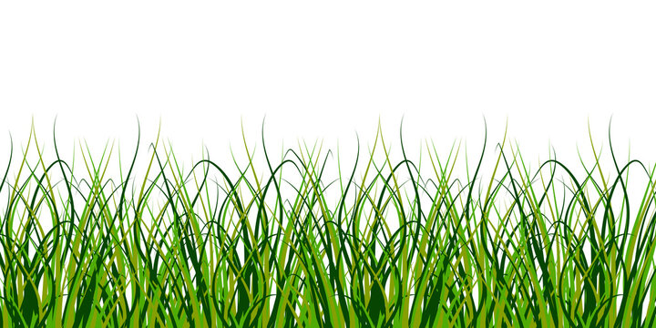 Closeup of green grass on white background. Nature background vector. Natural landscape banner. Stock image.