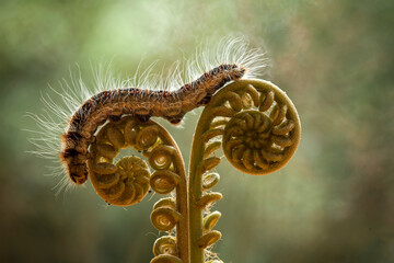 Hairy Caterpillar and Fern