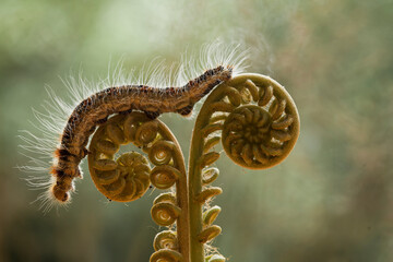 Hairy Caterpillar and Fern