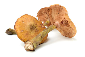 Hazel mushroom on white background