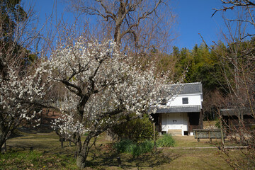 白梅の後に白壁の蔵が見える風景