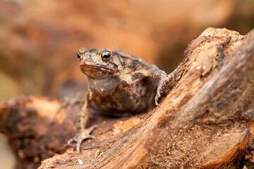 Hairy Caterpillar and Fern