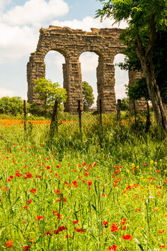 Italy, Rome. Parco Regionale dell'Appia, Antica, Park of the Aqueducts (Parco degli Acquedotti), Aqua Claudio seen from Appio Claudio Tennis Club, wild red poppies in foreground.