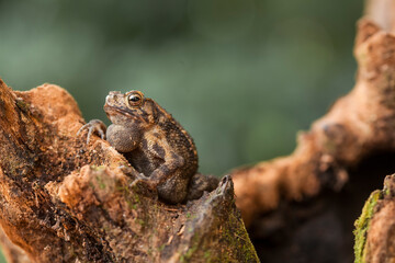 Hairy Caterpillar and Fern