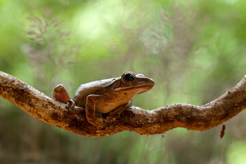 Hairy Caterpillar and Fern