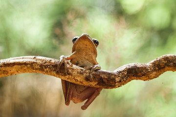 Hairy Caterpillar and Fern