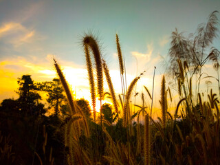 Grass flowers in nature Evening sky and sunset background