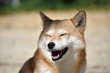 柴犬・笑う・晴天