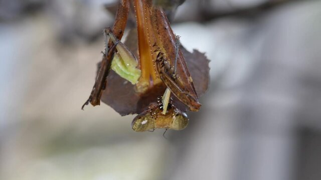 Dead Leaf Mantis, Deroplatys desiccata; hanging upside down, left foreleg holding a mangled body with a limb while the right foreleg clipping a limb of the Grasshopper and eating it at the same time.