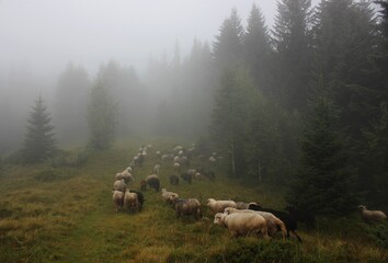 Fototapeta premium a flock of sheep in a misty forest