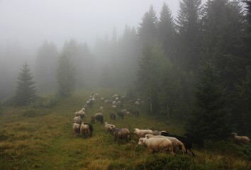 a flock of sheep in a misty forest