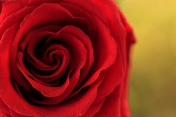 Fresh red rose flower, blurred background