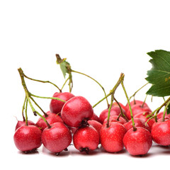 Hawthorn on white background