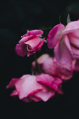 Fototapeta na wymiar pink rose on black