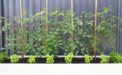 Tomato Plants growing in Garden