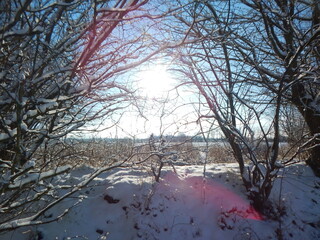 trees in the snow