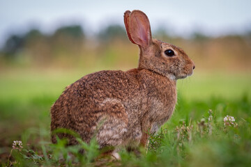 Naklejka na ściany i meble An Eastern Cottontail rabbit (Sylvilagus floridanus) in the grass. Raleigh, North Carolina.