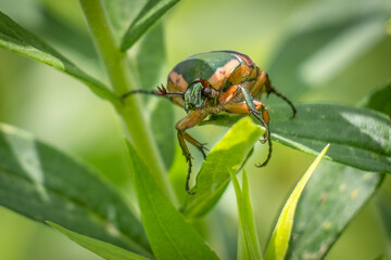 Front view of a Green June Beetle (Cotinis nitida). Raleigh, North Carolina.