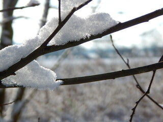 snow on branches