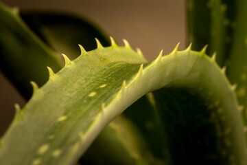 Closeup of a leaf of an Aloe Vera plant in dim warm light.