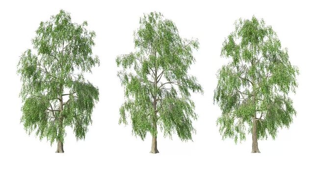 Birch tree moving in the wind on white background with alpha matte.3D realistic tree isolated with alpha channel to be used for architecture visualization or motion graphics or any other video.